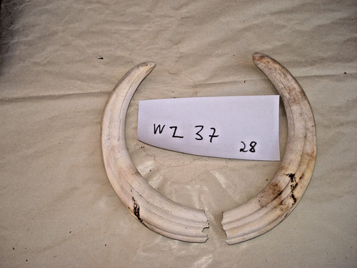 Paar warzenschwein - 1,