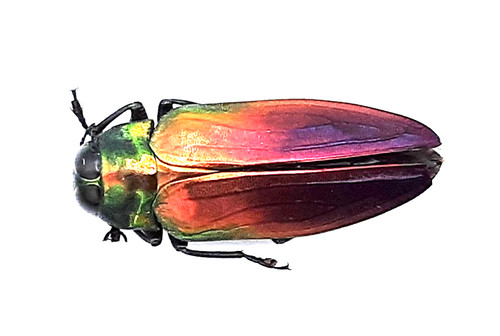 Buprestidae belionota - buprestidae,,