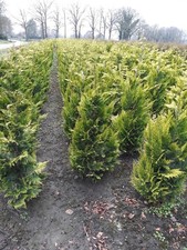 Gelbe Zypresse Chamaecyparis