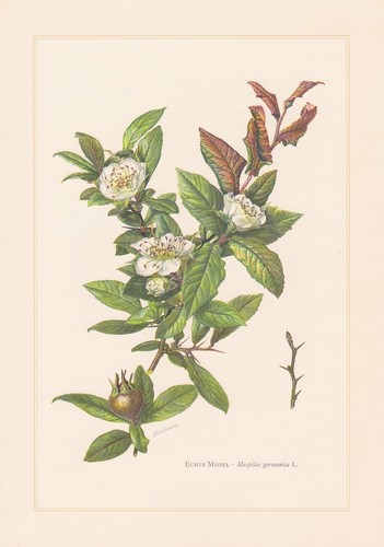 Mispel mespilus germanica - mispel,