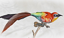 ❀ Bienenfresser Glasvogel