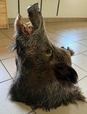 Wildschwein Kopfpräparat / Trophäe aus bayerischer Jagd