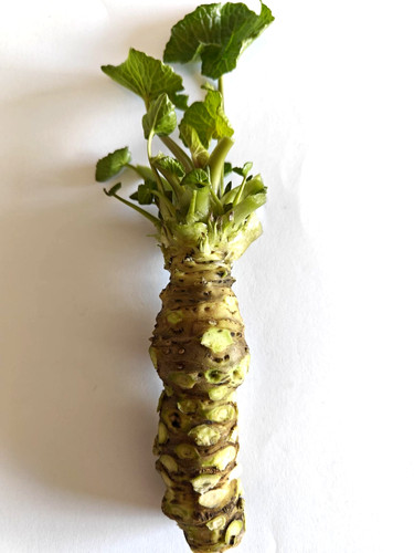 Wasabi rhizom fresh echte - fresh, |