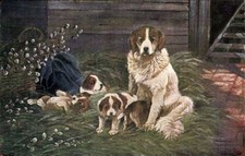 Ak Bernhardiner mit vier