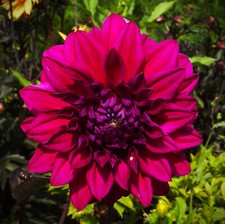 Dahlien‑Rhizome Diva US|