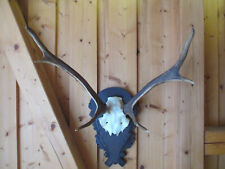 Rothirschgeweih 6 Ender mit Echtschädel auf geschnitzten Eichen Trophähenbrett