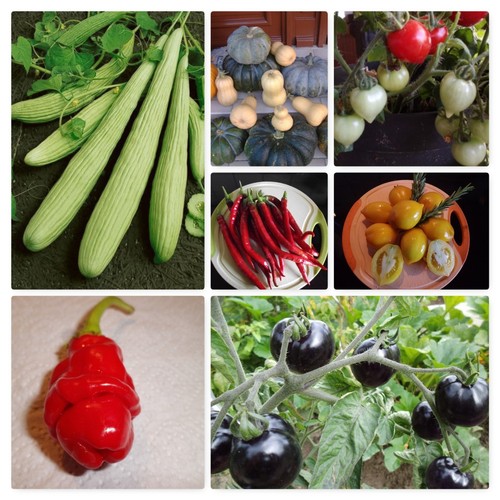 Tomaten gurken chili paprika - gurken,