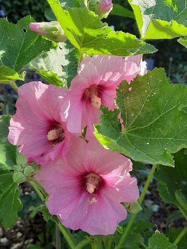 Bauernrosen samen rosa pink - bauernrosen,