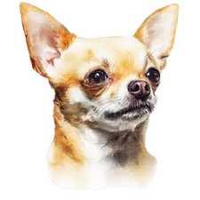 2x Sticker Chihuahua Car