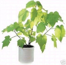 SAMEN ein echt toller kleiner