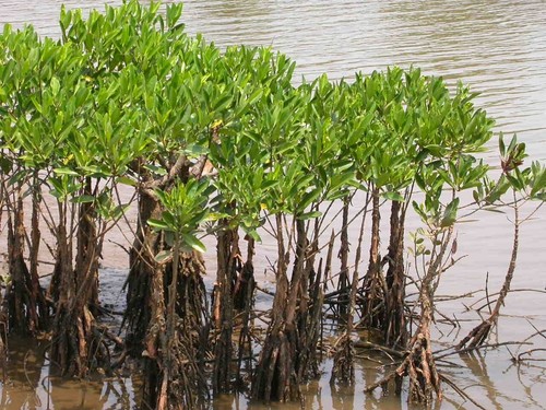 Rote mangrove rhizophora - mangrove, -rhizophora
