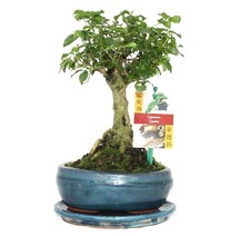 Bonsai Chinesischer Liguster - Ligustrum sinensis - ca. 6 Jahre - Kugelform