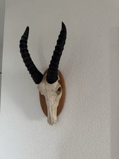 Springbock Spießbock Trophäe