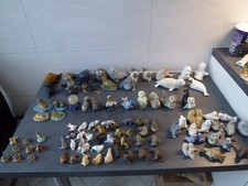 Seehunde Robben Seelöwen