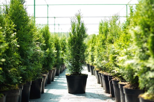 1st thuja smaragd 60cm im - thuja,