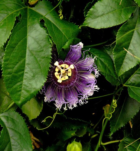Passionsblume purple haze - purple,