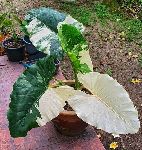 80002221 alocasia odora - 80002221,