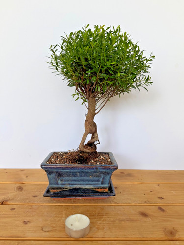 Zimmerbonsai kirschmyrte - zimmerbonsai,