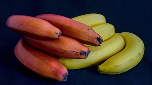 Sale868 rote banane - sale868,