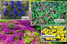 winterharte Bodendecker schnellwüchsige Pflanzen im für den Garten Samen Set Mix