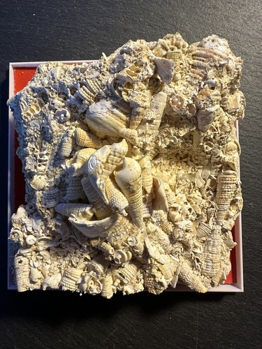 Muschel fossil polymesoda - fossil,