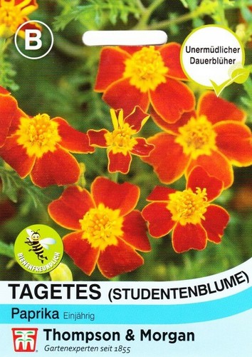 Studentenblume paprika - 'paprika',