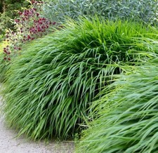 Bambusgras GREENHILLS
