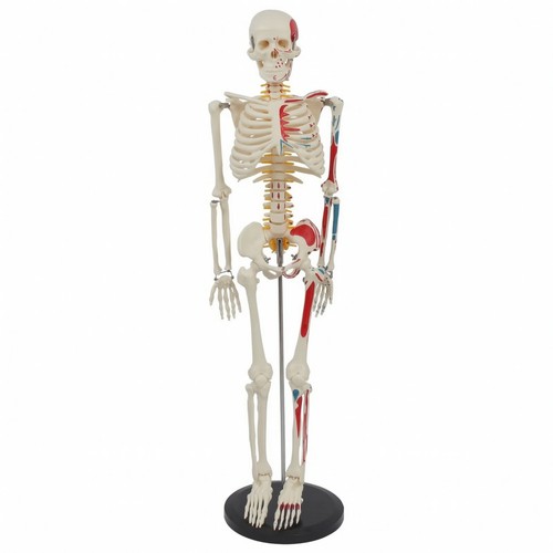 Anatomie skelettmodell mit - anatomie-skelettmodell,