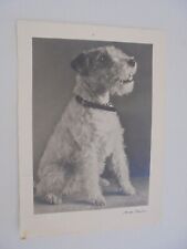 Künstler AK  -  Hund,Terrier,Halsband nicht gel.