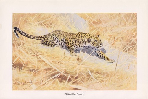 Afrikanischer leopard panthera - leopard,