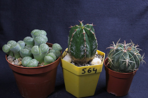 Lithops euphorbia handiensis - lithops,,
