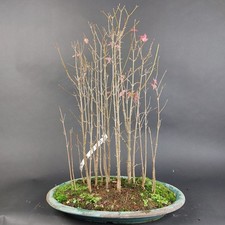 Bonsai - Dreispitzahorn, Acer Buergerianum Forest, Japan