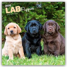Labrador Retriever Puppies - Labrador Retriever Welpen 2026 - 16-Monatskalender