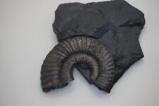 Ammonit Jura Lias Uptonia