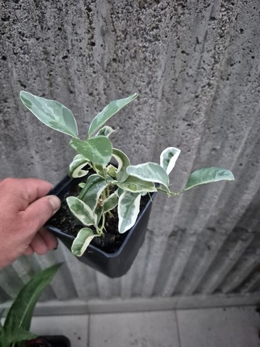 Citrus macrorphylla variegata - citrus,