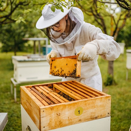 Pcs bienenstock etikett - pcs, bienenstock-etikett