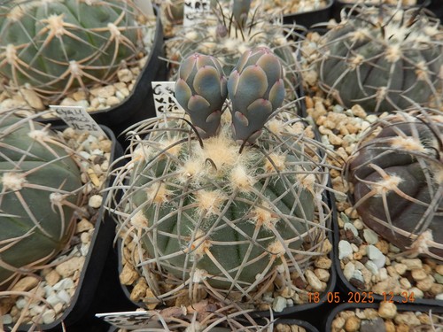 Samen seeds gymnocalycium - 20, samen/seeds