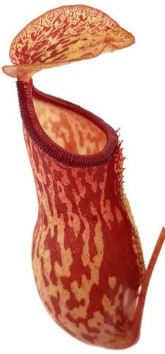 Nepenthes gaya khasiana x - (khasiana,
