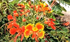 5x Caesalpinia pulcherrima Pfauenstrauch Garten Pflanzen -Samen A392