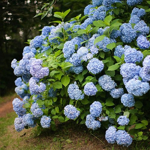 Hydrangea macrophylla blau - hydrangea,