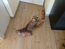 Waschbär Präparat Deko