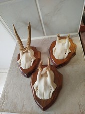 3 x Rehbock Sammlung Konvolut