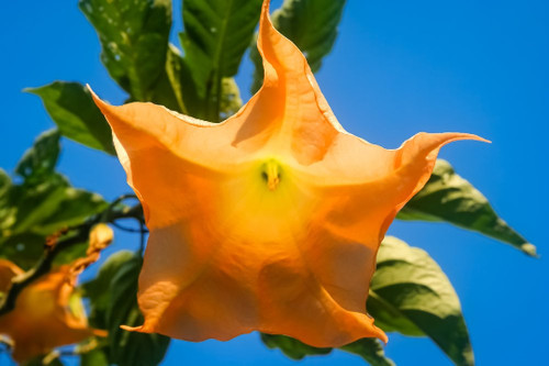 Engelstrompete orange glory - engelstrompete, 'orange