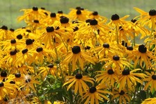 Sonnenhut Goldsturm  5 wurzelnackte Jungpflanzen pflegeleicht