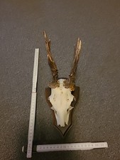 Hirschgeweih Gehörn Geweih Reh Bock Hirsch 6 Ender Trophäe Deko Holz Brett Nr 9