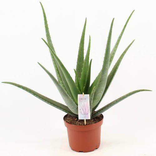 Aloe vera echte - vera, –