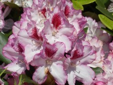Rhododendron Hybride Cassata -