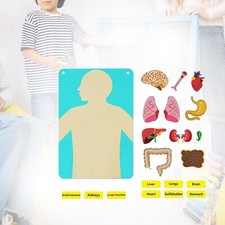 Menschliche Organe, Interaktives Lernspielset, Wandbehang, Strukturpuzzles Des