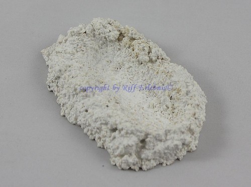 Muschelhalter s schwere - gr.,