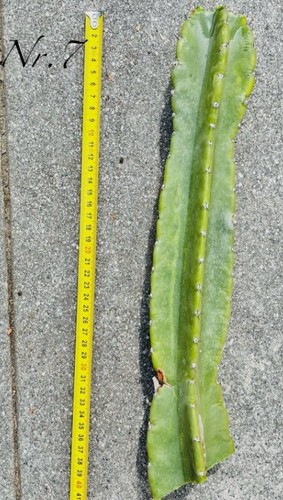 Selten riesen kaktus 30cm - kaktus,